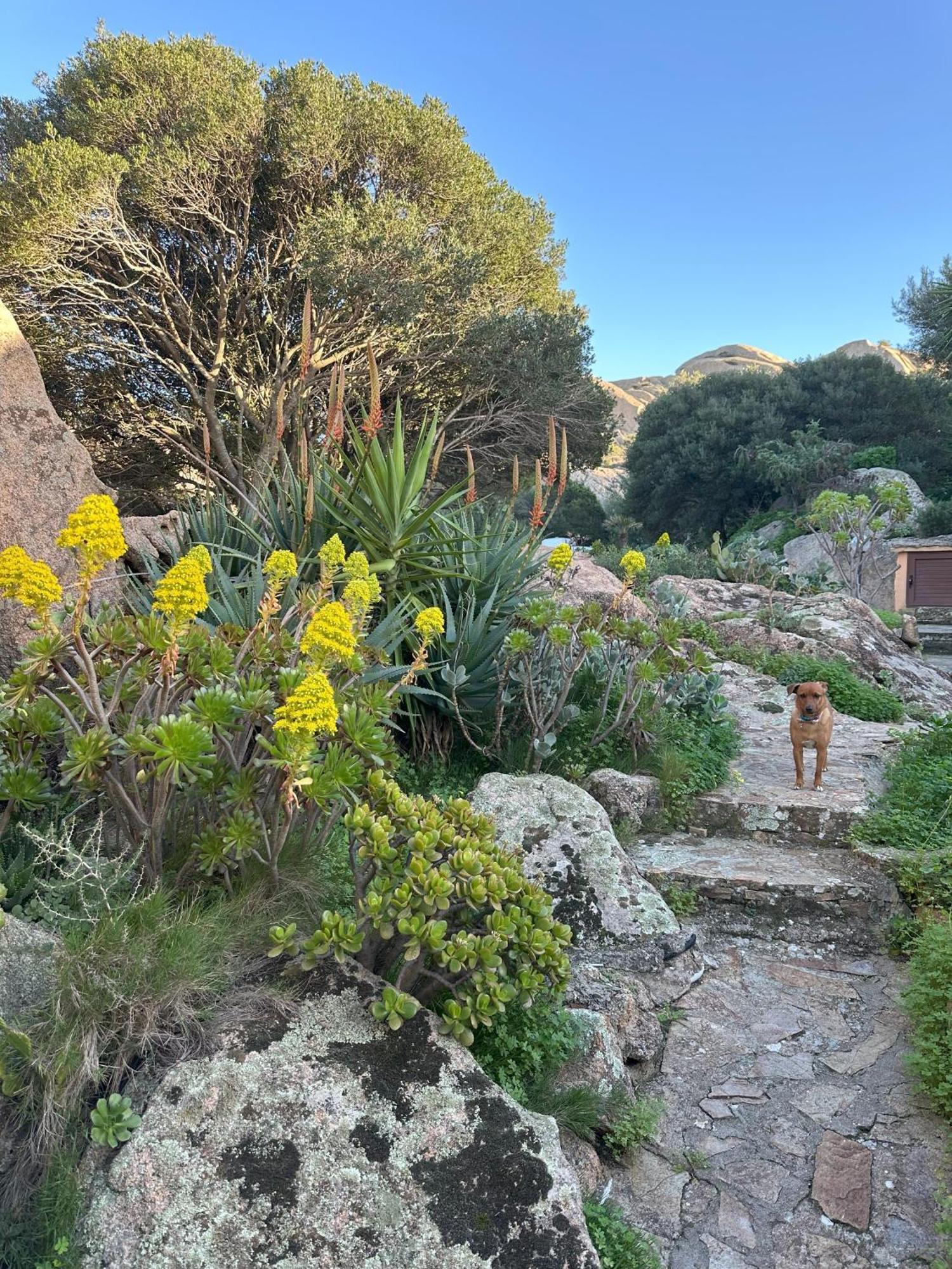 L'Olivastro Appartamenti A Porto Cervo Luaran gambar